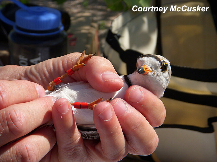 Adult Piping Plover being banded