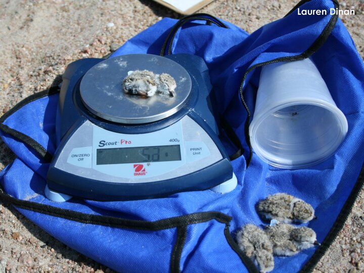 Four 1-day-old plover chicks being weighed and banded