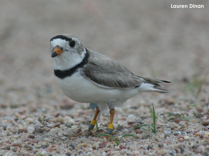 Adult plover banded along the lower Platte River study area