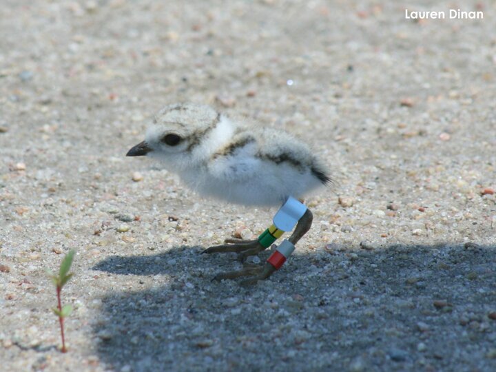 3-day-old plover chick with his new color bands