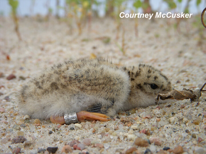 5-day-old tern chick with his metal leg band