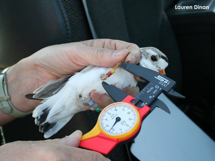 Adult plover getting his leg measured