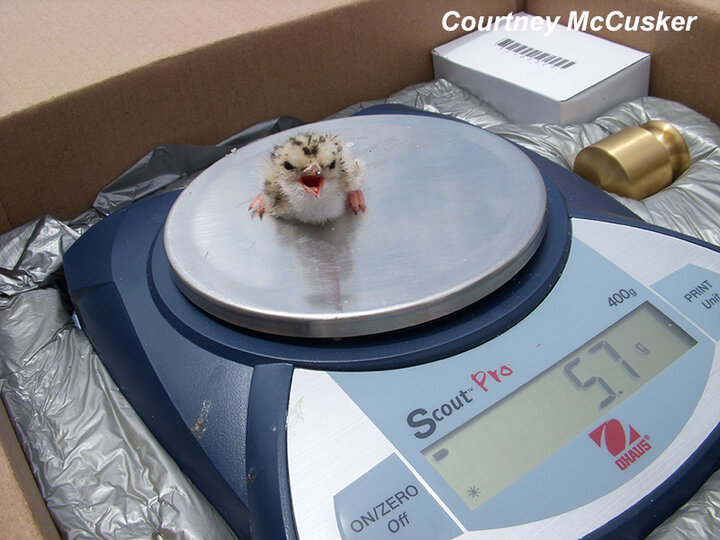 1-day-old tern chick being weighed and calling for mom