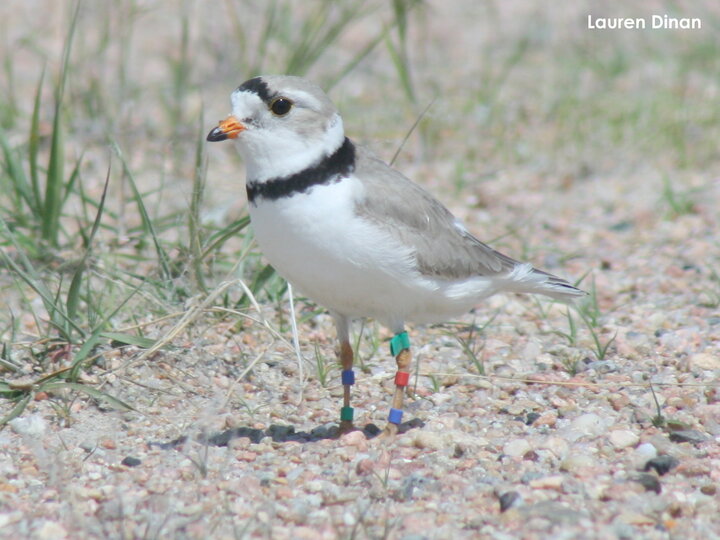 Green flagged plover banded along the Gulf Coast and nesting along the Lower Platte River