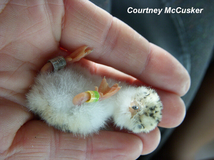 1-day-old tern chick with leg bands