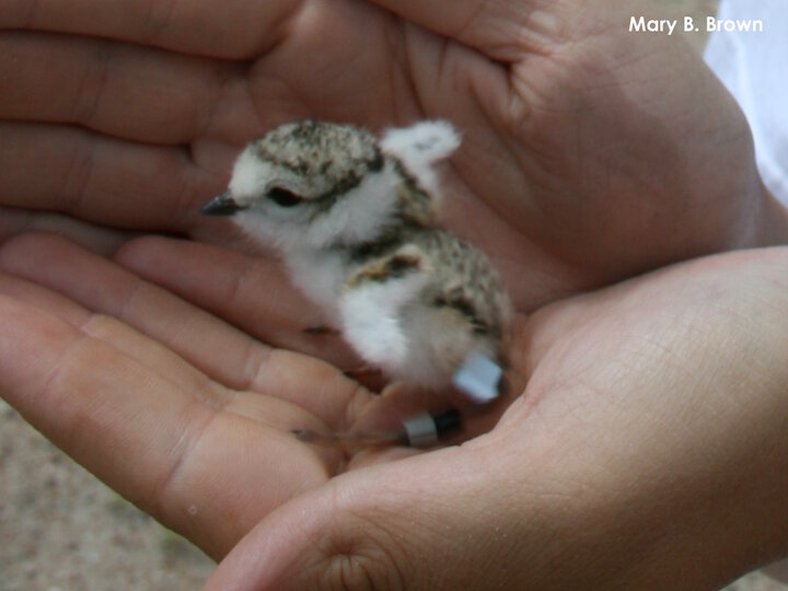 Piping Plover chick with leg bands