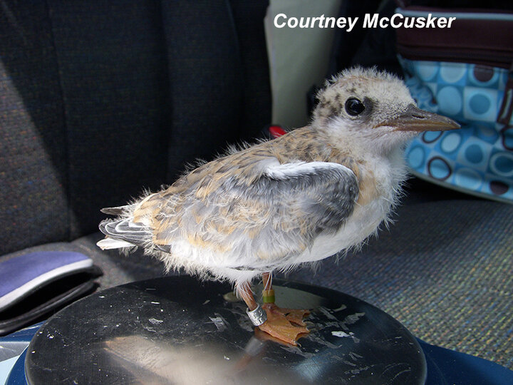 15-day-old tern chick being weighed