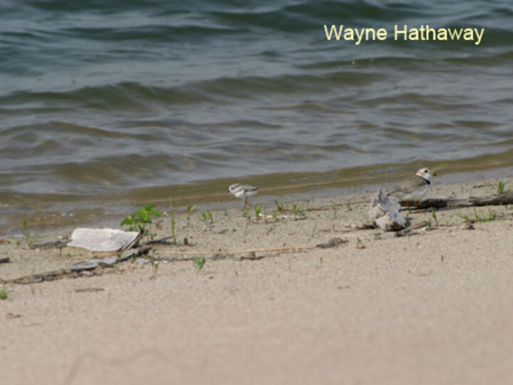 Plover adult and chick near water