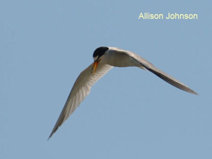 Adult Tern in Flight