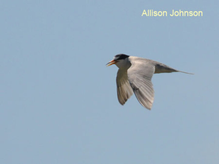 Adult Tern in Mid flight