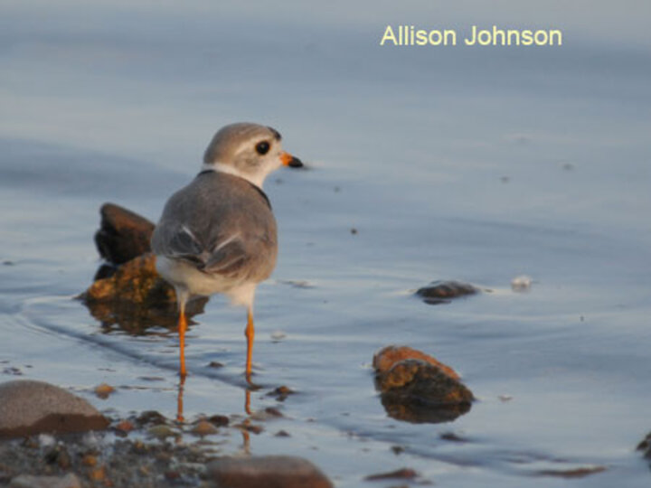 Adult Piping Plover at water's edge