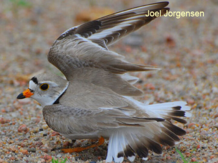 Plover feigning injury
