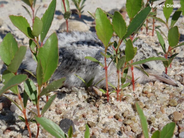 Tern chick hiding in the vegetation