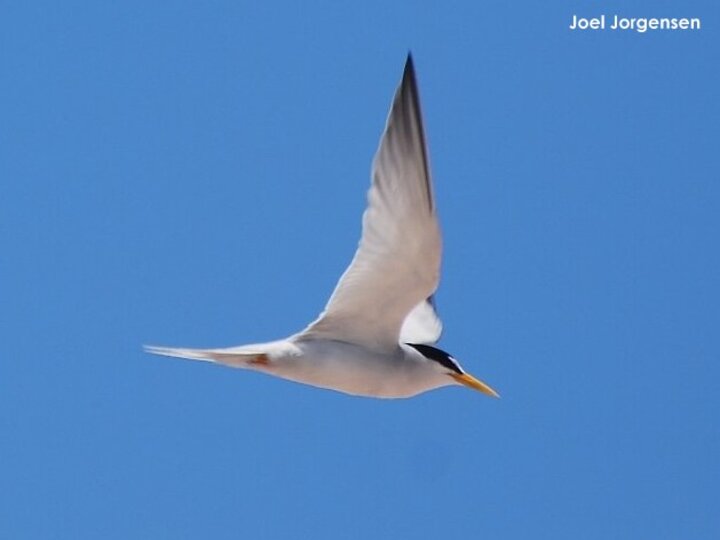 Adult tern dive bombing intruders