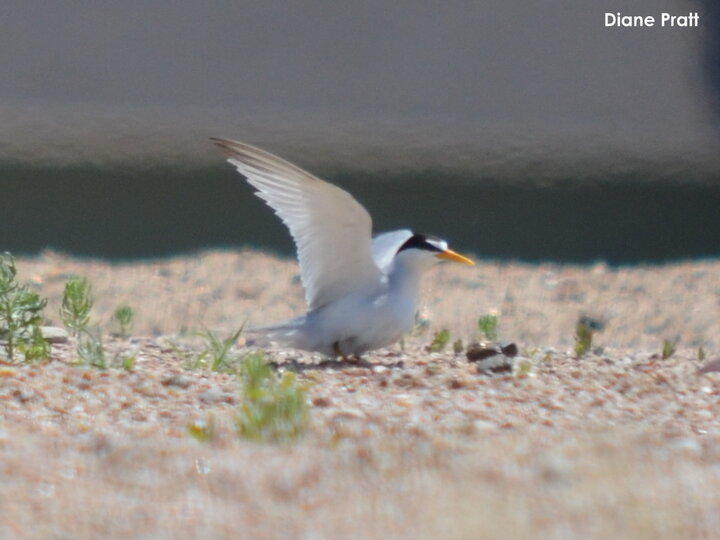 Least Tern in flight at ground