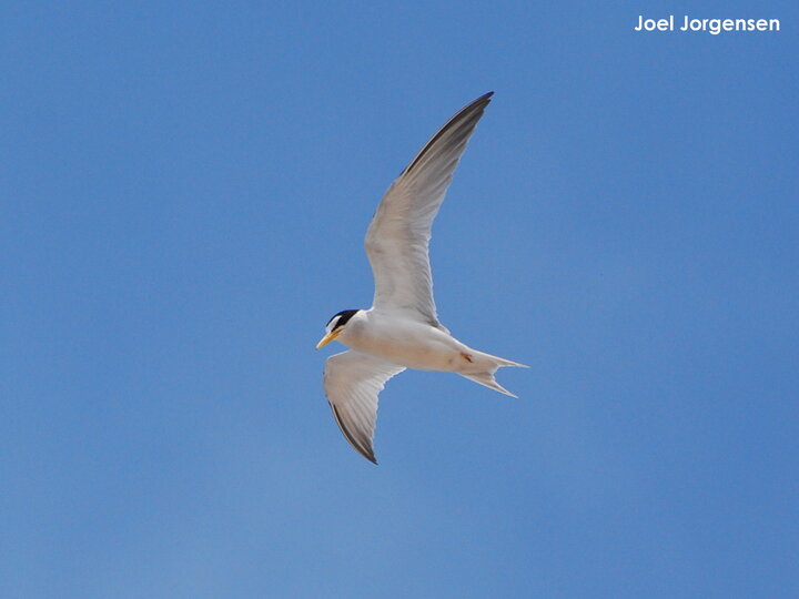 Least Tern flying to left Jorgensen