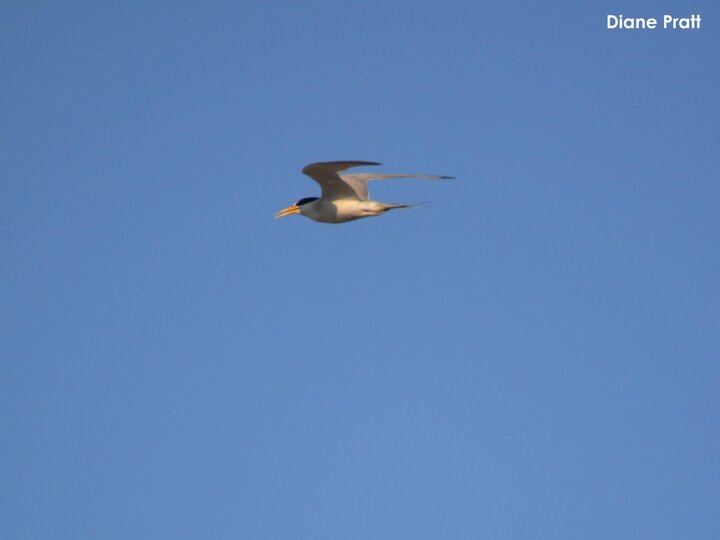 Least Tern in flight to left - Pratt