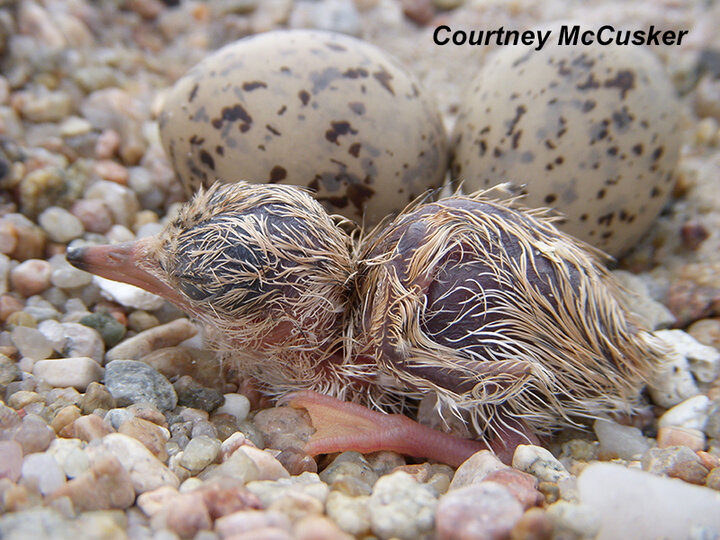 Newly hatched tern chick