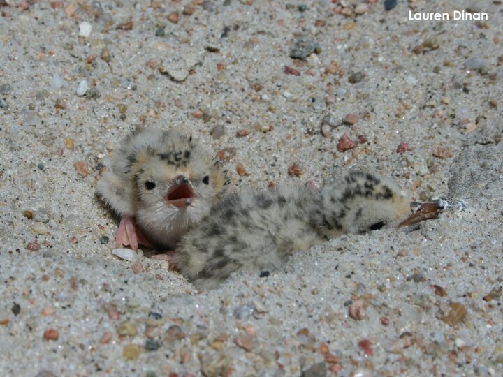 Two day old tern chicks in nest cup