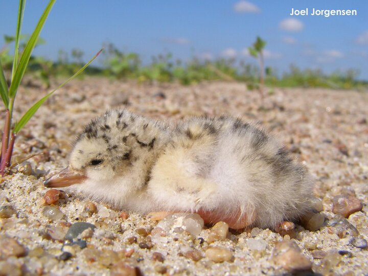 Tern chick resting on the sand