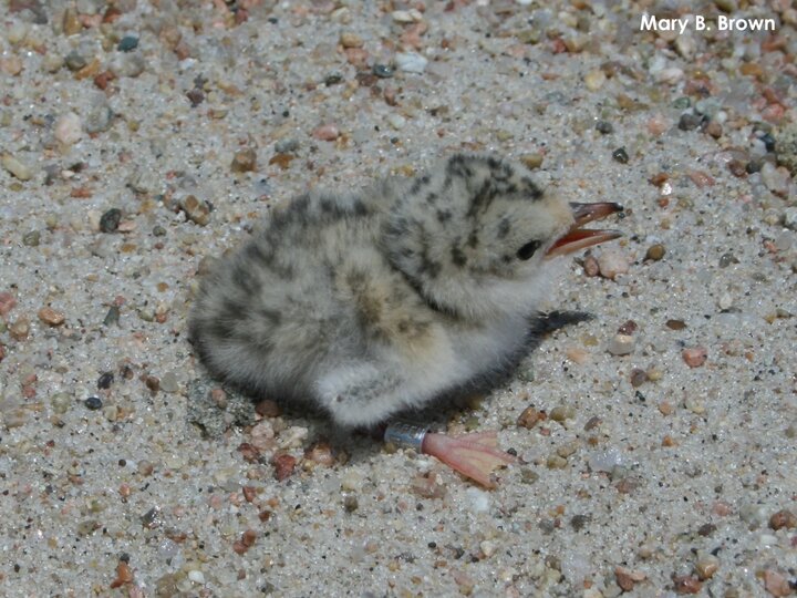 2-day-old tern chick with leg band
