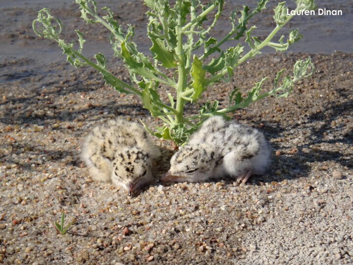 3-day-old tern chicks under a plant