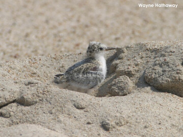 7-day-old tern chick hiding