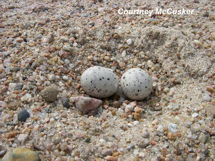 Interior Least Tern Nest with two eggs