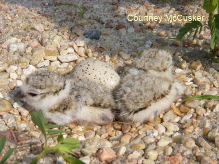 Plover Chick and Egg