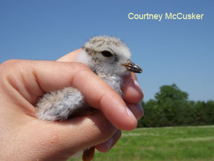 Piping Plover Chick in Hand during measuring.