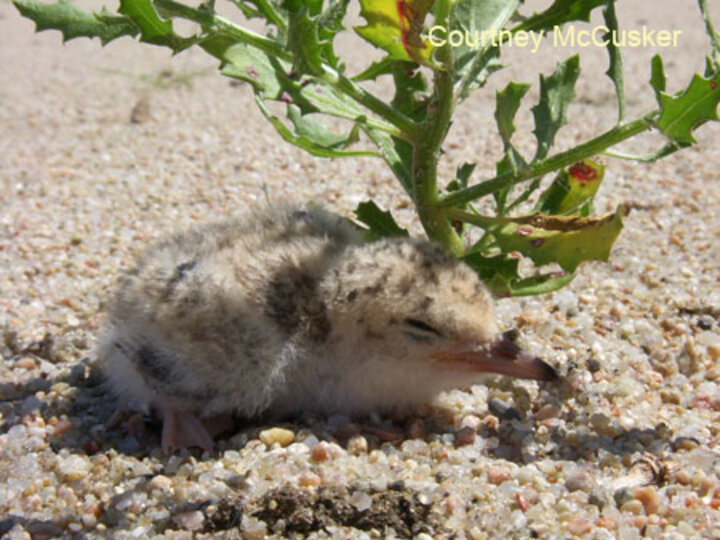 Interior Least Tern chick hiding in shade