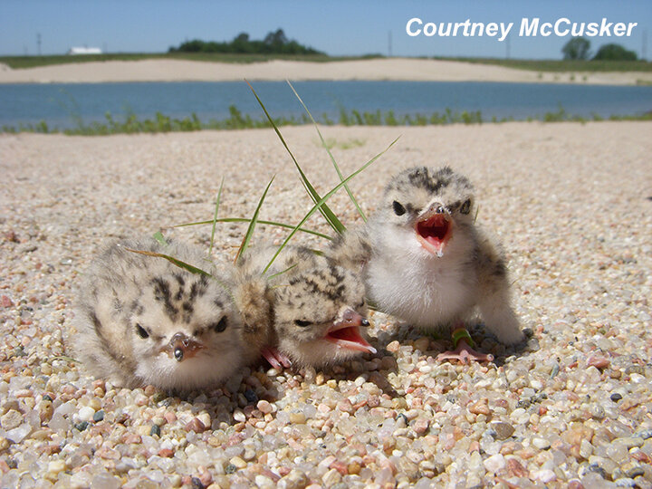 Two plover chicks running away at a sand and gravel mine