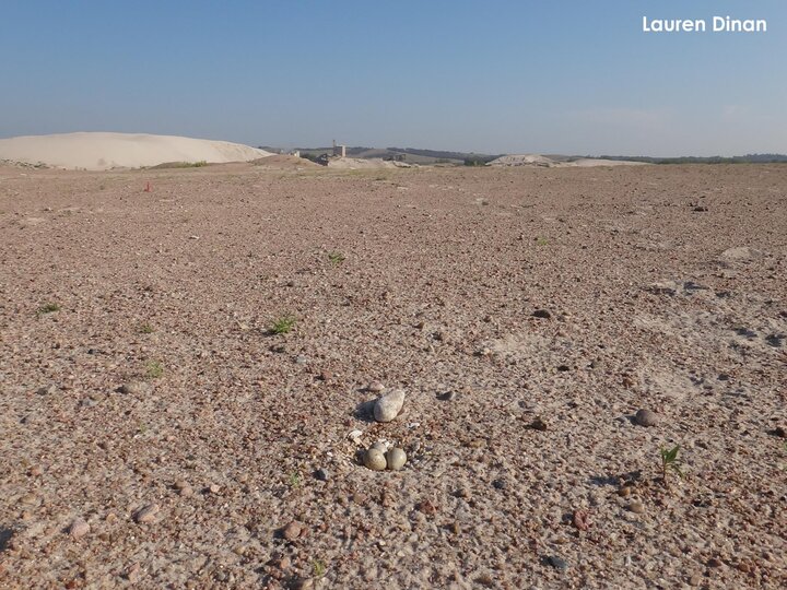 A plover nest at a sand and gravel mine