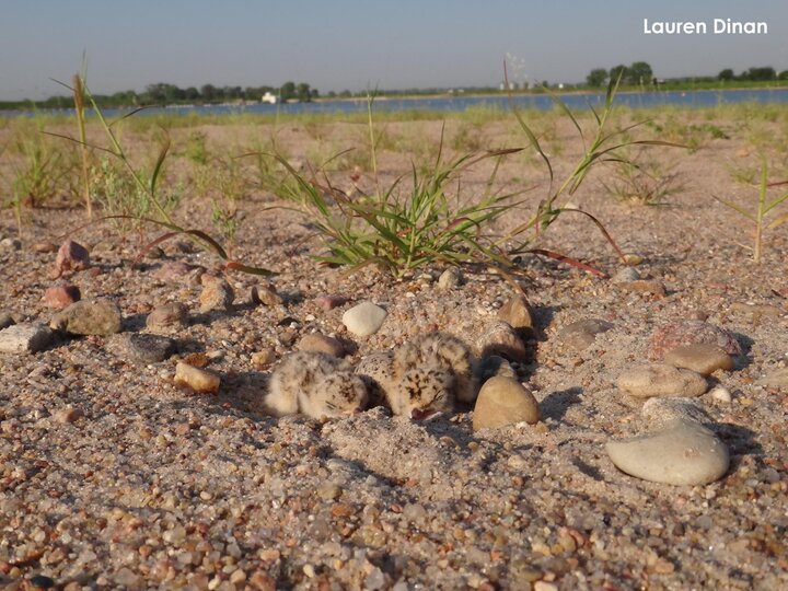 Tern chicks at a sand and gravel mine
