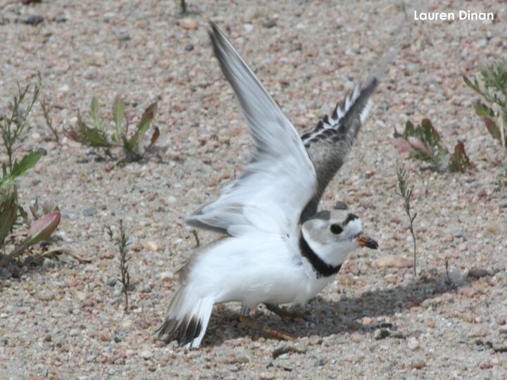 Adult plover feigning to protect nest