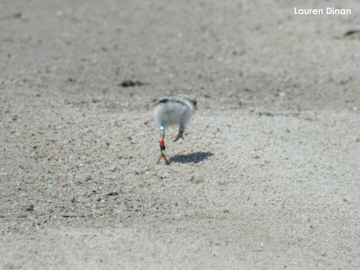 Piping Plover chick running away