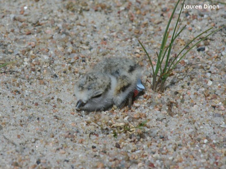 Piping Plover chick pretending to be a rock