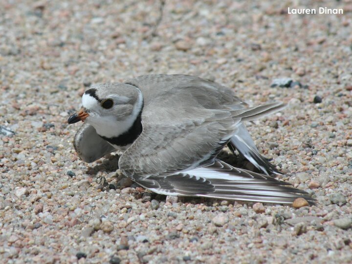Adult Piping Plover feigning