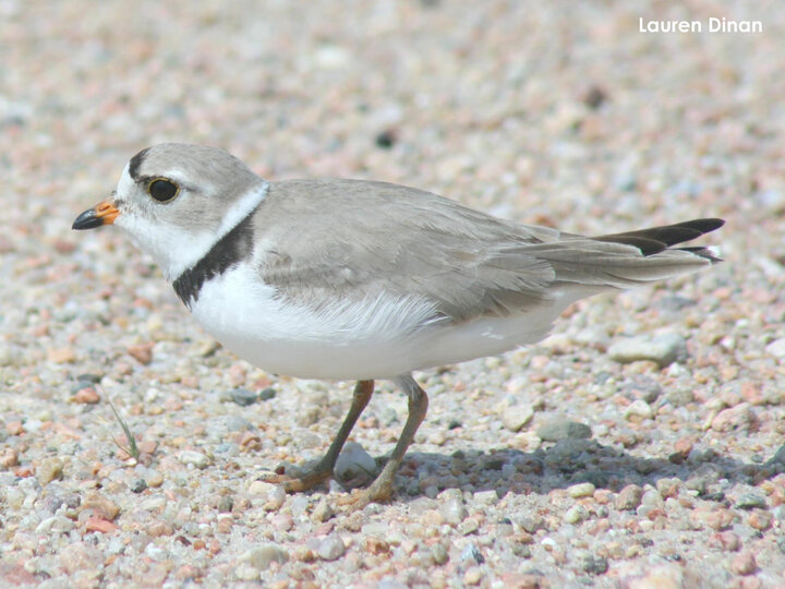Un-banded adult plover