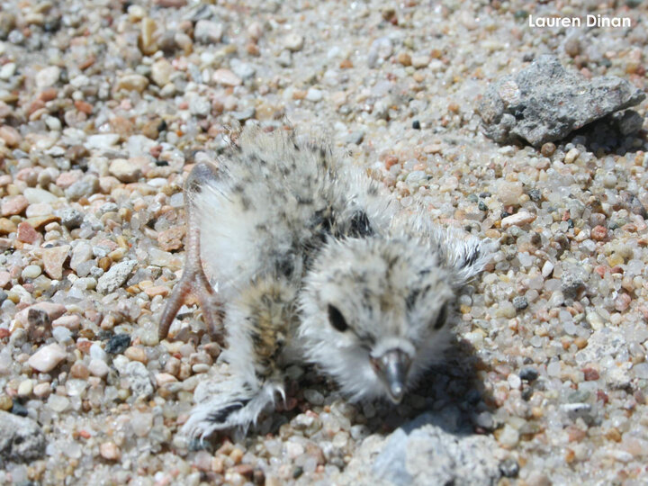 Piping Plover chick trying to take first steps.