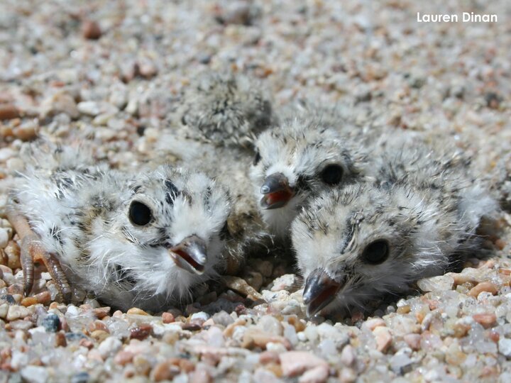 1-day-old plover chicks in nest cup
