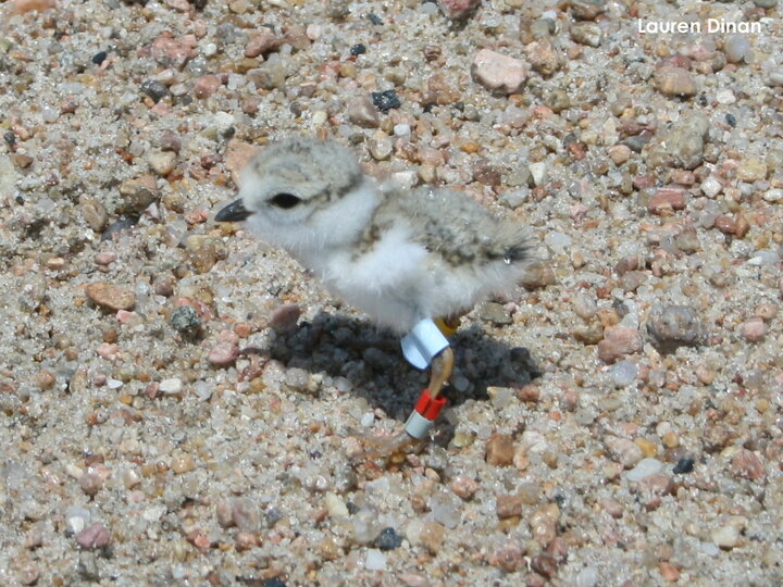 2-day-old plover chick with color bands