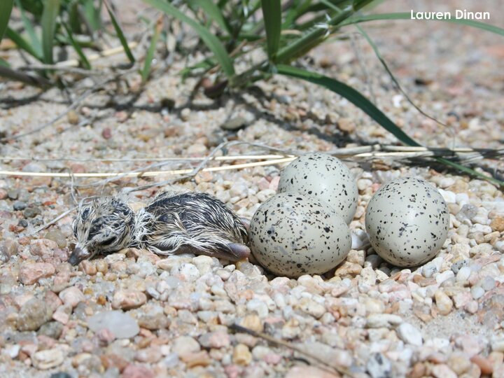 Newly hatched plover chick with eggs