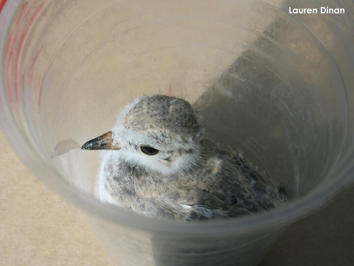 18-day-old plover chick being weighed