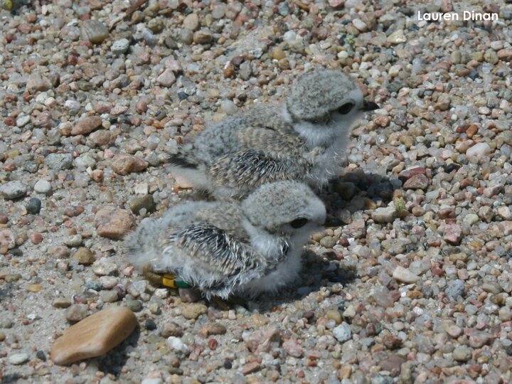 12-day-old plover chicks