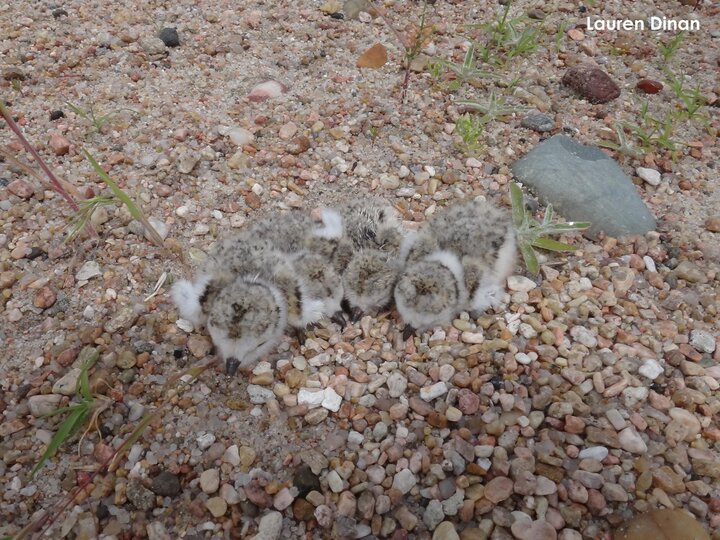 Four plover chicks snuggled in nest