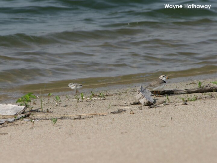 10-day-old plover chick with adult piping plover
