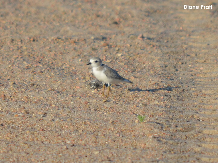 Fledgling (28+ days) Piping Plover