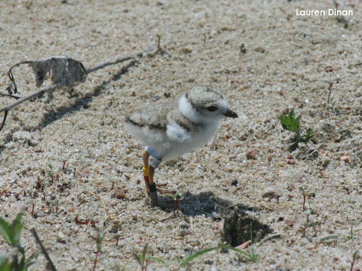 Plover chick with color bands