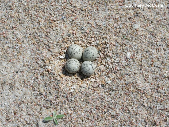 Piping Plover nest lined with small pebbles